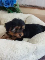 Bonnie, a female Yorkshire Terrier for sale in Mount Pleasant, MI – 3 of 5