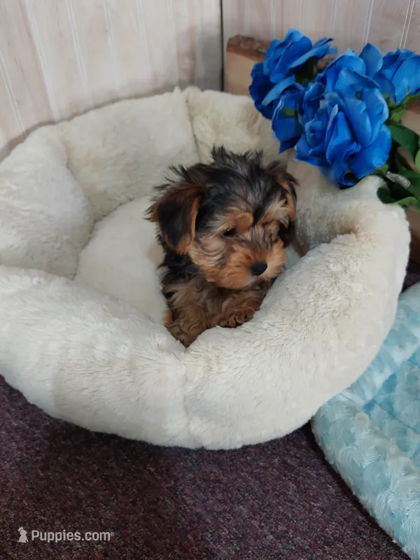 Chester – Yorkshire Terrier puppy for sale in Mount Pleasant, MI