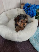 Chester, a male Yorkshire Terrier for sale in Mount Pleasant, MI – 1 of 5
