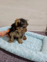 Tiny, a female Yorkshire Terrier for sale in Mount Pleasant, MI – Photo 3 of 3