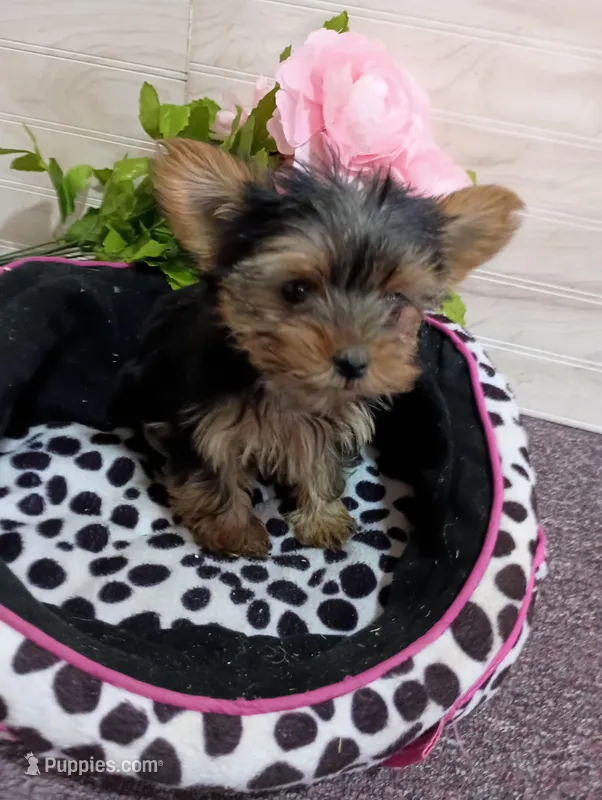 Tiny – Yorkshire Terrier puppy for sale in Mount Pleasant, MI