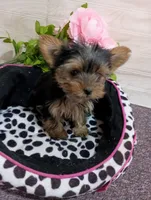 Tiny, a female Yorkshire Terrier for sale in Mount Pleasant, MI – Photo 1 of 3