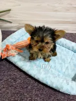 Tiny, a female Yorkshire Terrier for sale in Mount Pleasant, MI – Photo 2 of 3
