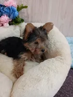 Angie , a female Yorkshire Terrier for sale in Mount Pleasant, MI – Photo 7 of 7