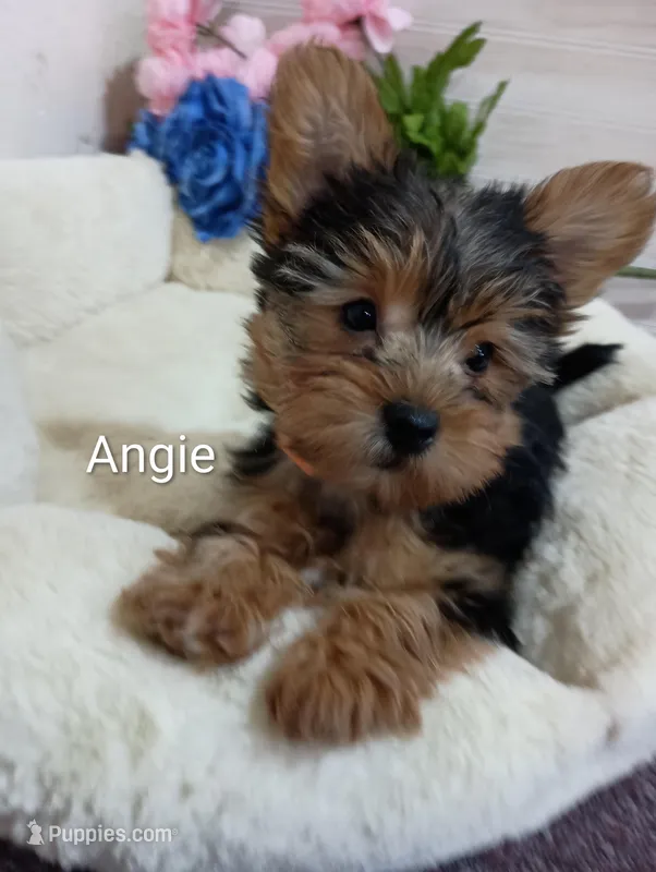 Angie  – Yorkshire Terrier puppy for sale in Mount Pleasant, MI