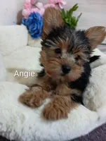 Angie , a female Yorkshire Terrier for sale in Mount Pleasant, MI – Photo 3 of 7