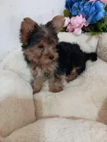 Angie , a female Yorkshire Terrier for sale in Mount Pleasant, MI – Photo 2 of 7