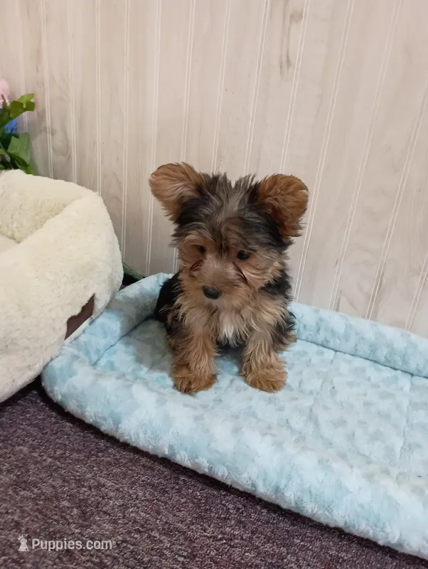 Angie  – Yorkshire Terrier puppy for sale in Mount Pleasant, MI