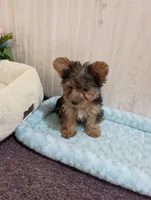 Angie , a female Yorkshire Terrier for sale in Mount Pleasant, MI – Photo 1 of 7