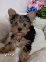 Angie , a female Yorkshire Terrier for sale in Mount Pleasant, MI – Photo 5 of 7