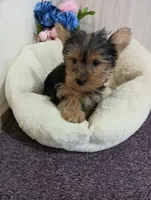 Abby, a female Yorkshire Terrier for sale in Mount Pleasant, MI – Photo 4 of 5