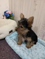 Abby, a female Yorkshire Terrier for sale in Mount Pleasant, MI – Photo 2 of 5