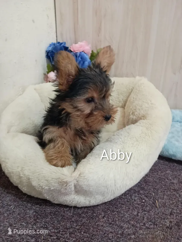 Abby – Yorkshire Terrier puppy for sale in Mount Pleasant, MI