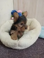 Abby, a female Yorkshire Terrier for sale in Mount Pleasant, MI – Photo 1 of 5