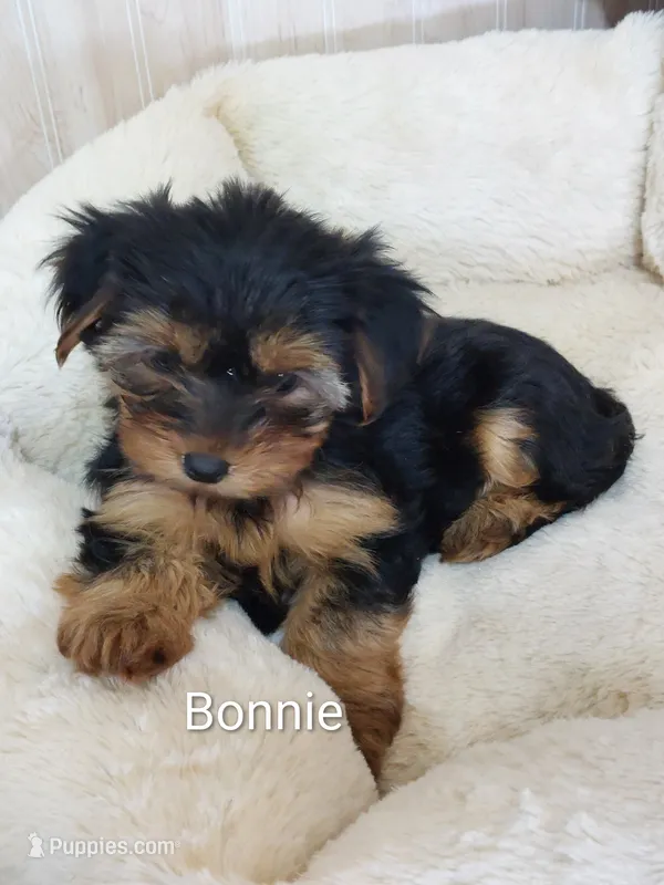 Bonnie – Yorkshire Terrier puppy for sale in Mount Pleasant, MI
