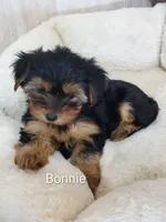 Bonnie, a female Yorkshire Terrier for sale in Mount Pleasant, MI – 1 of 5