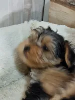 Chester, a male Yorkshire Terrier for sale in Mount Pleasant, MI – 2 of 5