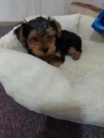 Jody, a male Yorkshire Terrier for sale in Mount Pleasant, MI – 3 of 5