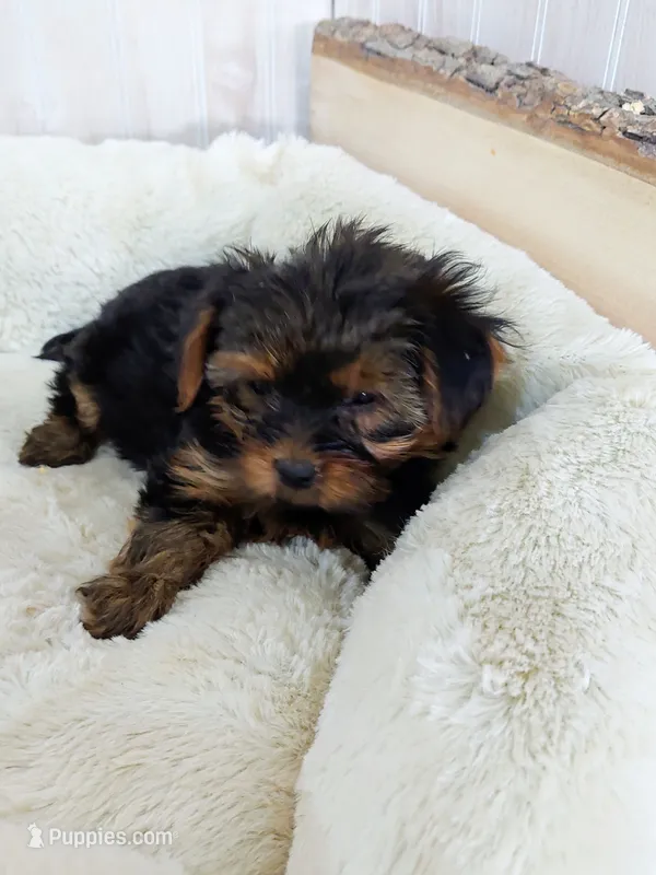 Tucker – Yorkshire Terrier puppy for sale in Mount Pleasant, MI