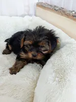 Tucker, a male Yorkshire Terrier for sale in Mount Pleasant, MI – 1 of 5