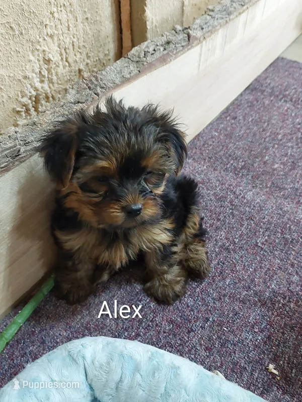 Alex – Yorkshire Terrier puppy for sale in Mount Pleasant, MI