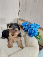 Leo, a male Yorkshire Terrier for sale in Mount Pleasant, MI – 2 of 5