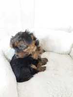 Tucker, a male Yorkshire Terrier for sale in Mount Pleasant, MI – 3 of 5