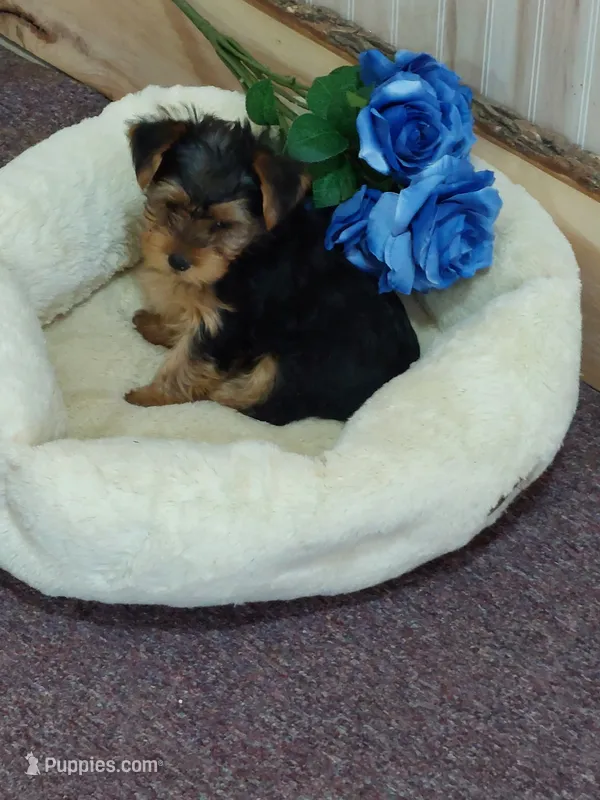 Jody – Yorkshire Terrier puppy for sale in Mount Pleasant, MI