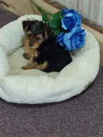 Jody, a male Yorkshire Terrier for sale in Mount Pleasant, MI – 1 of 5