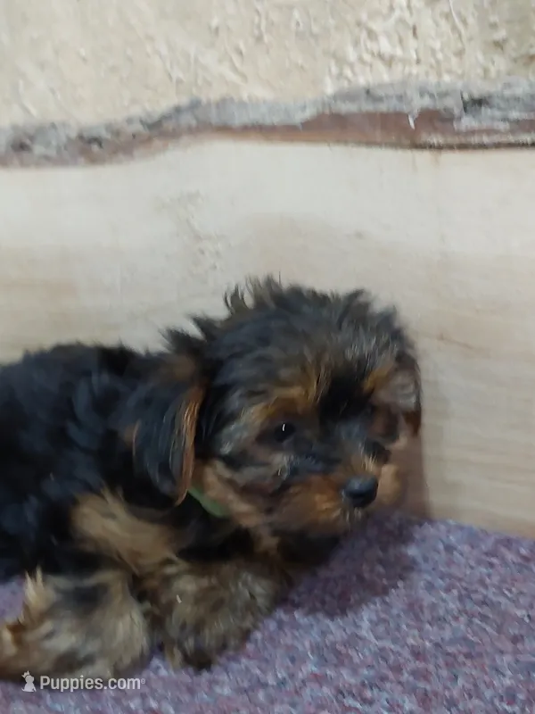 Tucker – Yorkshire Terrier puppy for sale in Mount Pleasant, MI