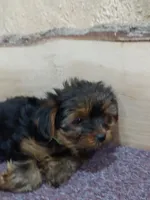 Tucker, a male Yorkshire Terrier for sale in Mount Pleasant, MI – 2 of 5