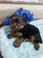 Alex, a male Yorkshire Terrier for sale in Mount Pleasant, MI – 3 of 5