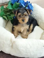 Jody, a male Yorkshire Terrier for sale in Mount Pleasant, MI – 2 of 5
