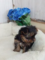 Cole, a male Yorkshire Terrier for sale in Mount Pleasant, MI – 3 of 5
