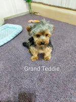 Shelly, a female Yorkshire Terrier for sale in Mount Pleasant, MI – 5 of 5