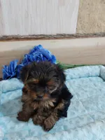 Alex, a male Yorkshire Terrier for sale in Mount Pleasant, MI – 2 of 5