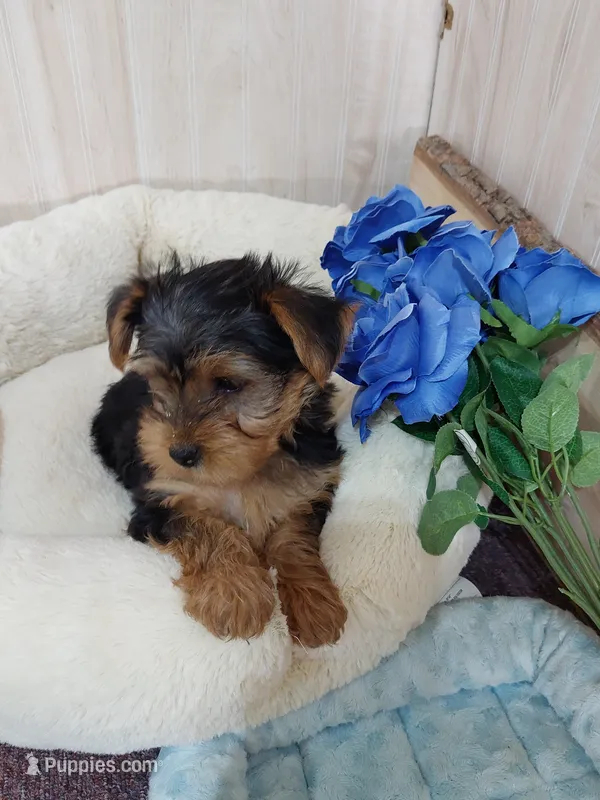 Leo – Yorkshire Terrier puppy for sale in Mount Pleasant, MI