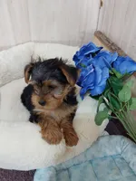 Leo, a male Yorkshire Terrier for sale in Mount Pleasant, MI – 1 of 5