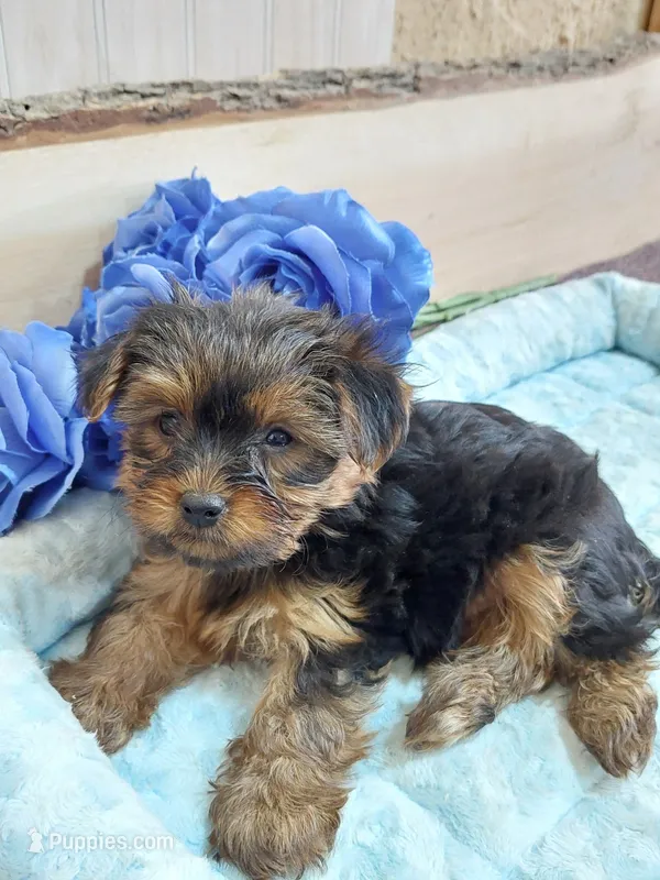 Alex – Yorkshire Terrier puppy for sale in Mount Pleasant, MI