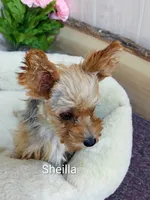Jody, a male Yorkshire Terrier for sale in Mount Pleasant, MI – 4 of 5