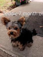 Max, a male Yorkshire Terrier for sale in Mount Pleasant, MI – Photo 5 of 5