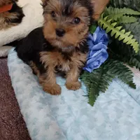 Max, a male Yorkshire Terrier for sale in Mount Pleasant, MI – Photo 2 of 5