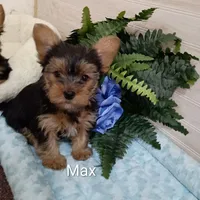 Max, a male Yorkshire Terrier for sale in Mount Pleasant, MI – Photo 1 of 5