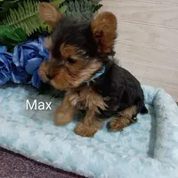 Max, a male Yorkshire Terrier for sale in Mount Pleasant, MI – Photo 3 of 5
