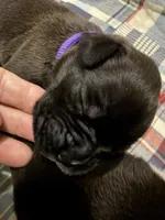 Boxer, a male Boxer for sale in Medway, MA – Photo 4 of 9