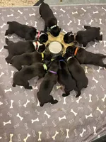 Boxer, a male Boxer for sale in Medway, MA – Photo 5 of 9