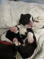 Boxer, a male Boxer for sale in Medway, MA – Photo 3 of 9