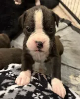 Boxer, a male Boxer for sale in Medway, MA – Photo 8 of 9