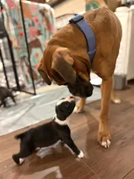 Boxer, a male Boxer for sale in Medway, MA – Photo 7 of 9