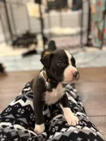 Boxer, a male Boxer for sale in Medway, MA – Photo 9 of 9